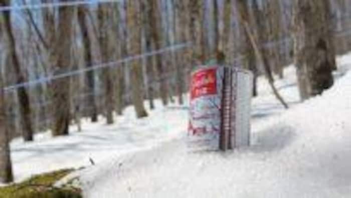 Una lata de miel de maple sobre la nieve con arces atrás. 