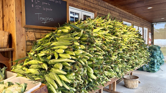 Une pile d'épis de maïs.