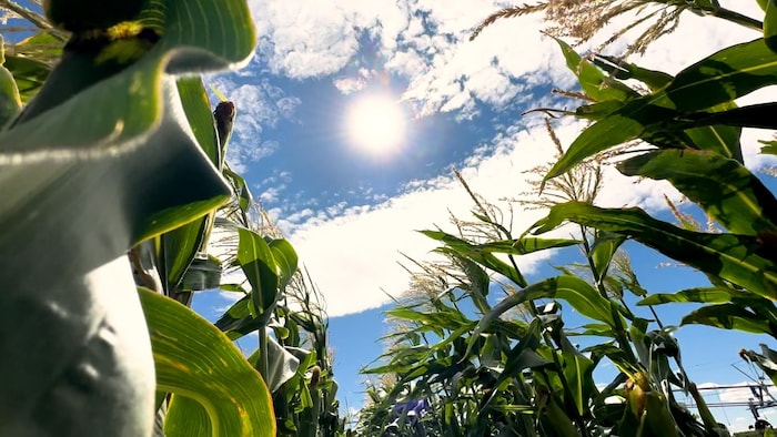 Une image de soleil.