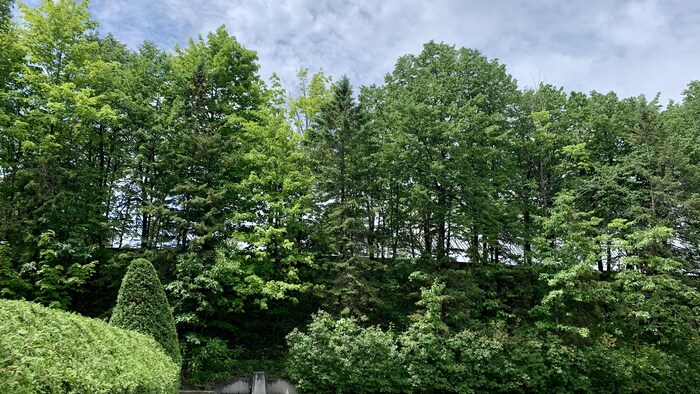 Une cour arrière avec de nombreux arbres et buissons.