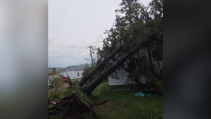 Deux arbres déracinés et affaissés sur la toiture d'un domicile à Mattawa.