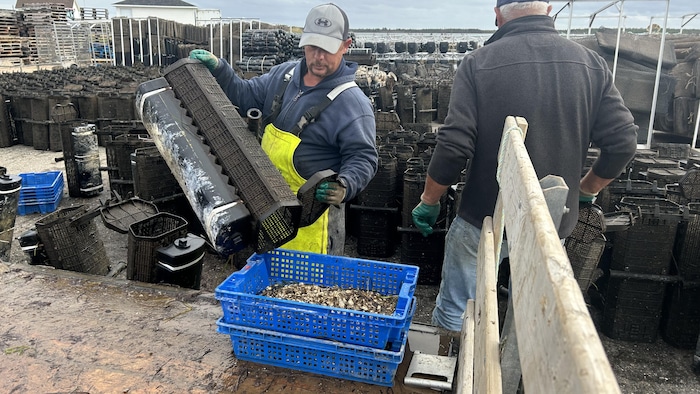 Deux hommes manipulent des boîtes d'huîtres.