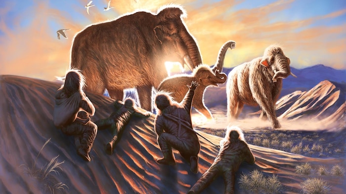 Trois mammouths sont observés par des humains depuis les dunes proches. (Illustration artistique)