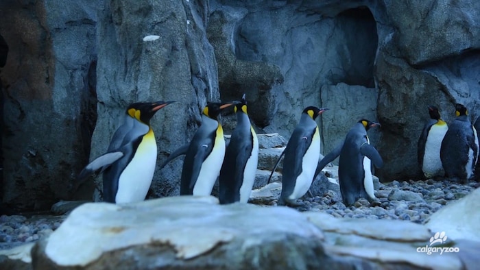 Les cinq manchots découvrent leur nouvel habitat au zoo de Calgary.