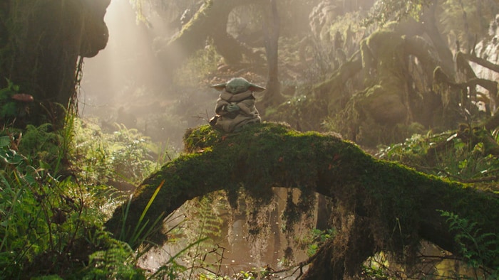 Grogu médite sur la racine d'un arbre.