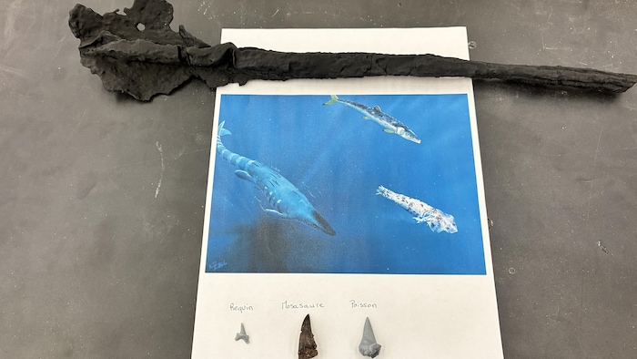 Une photo et trois dents posées sur une table.