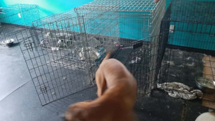Plusieurs cages au sol. 
