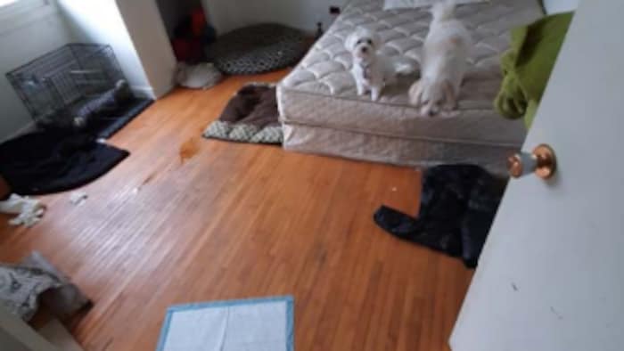 Deux chiens sont sur un matelas. 