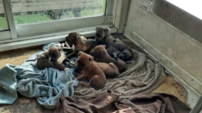 Des chiots couchés sur un drap. 