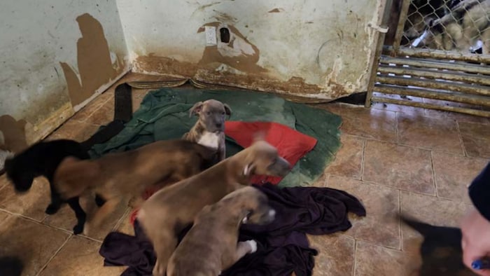 Des chiots sur des draps.