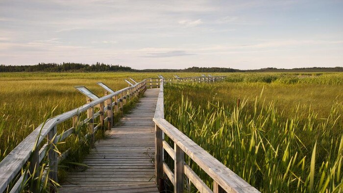 Le marais Antoine, situé aux abords du lac Abitibi.