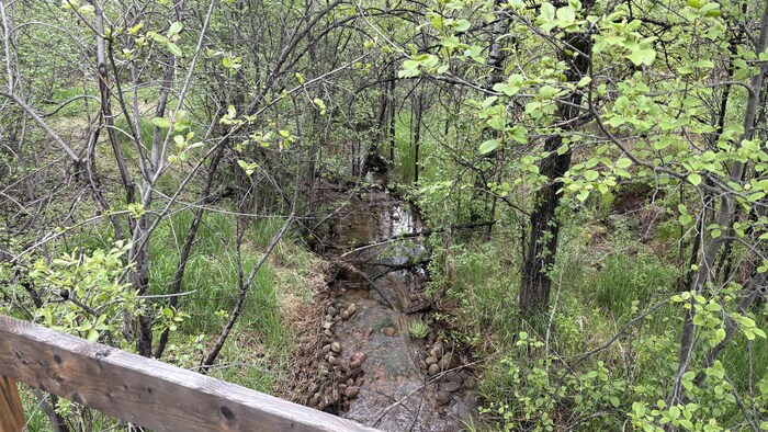 Un ruisseau dans un boisé.