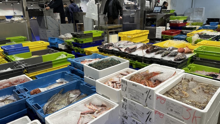 Des glacières de poissons et fruits de mer dans un marché de Barcelone.