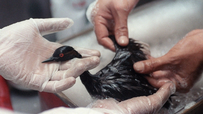Un oiseau mazouté.