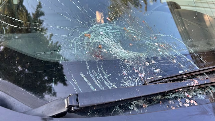 Un poisson tombé du ciel brise le pare-brise d'une automobiliste proche de Turtle Lake, en Saskatchewan. 19 Septembre 2025. 