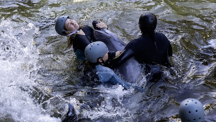 Marina, un autre des quatre dauphins en route pour l'Espagne, a été capturée mercredi à Marineland.