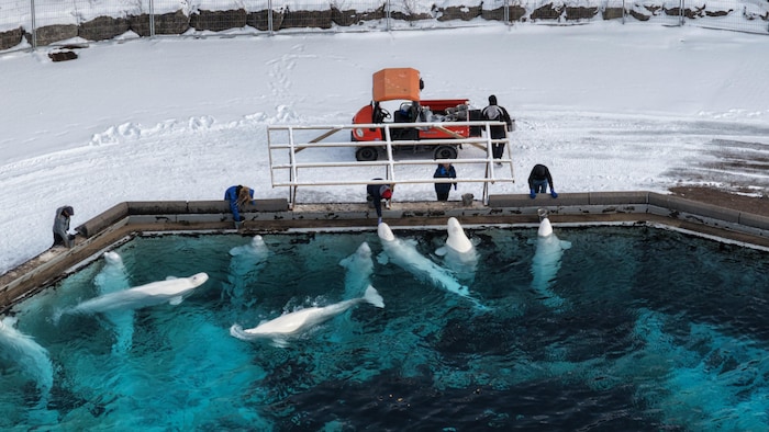 Images aériennes (prises par drone) de Marineland Canada en hiver où des employés nourrissent les bélugas.