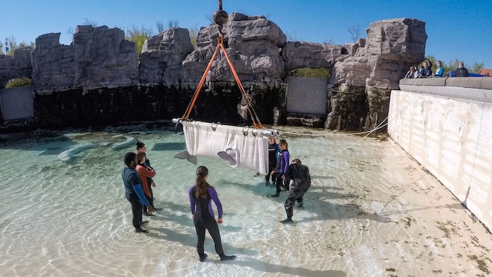 Des personnes sont dans un bassin très peu profond et autour d’un hamac géant qui s’élève dans les airs avec un béluga. 