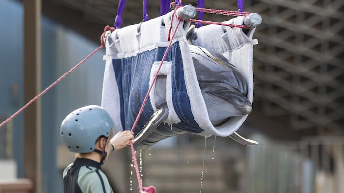 Un dauphin se fait déplacer dans une nacelle.