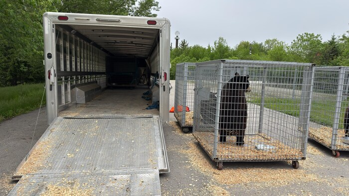 Des ours dans des cages.