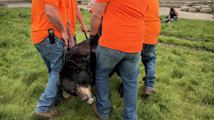 Quatre hommes transportent un ours dans un hamac en vue de son transfert dans un sanctuaire du Colorado.