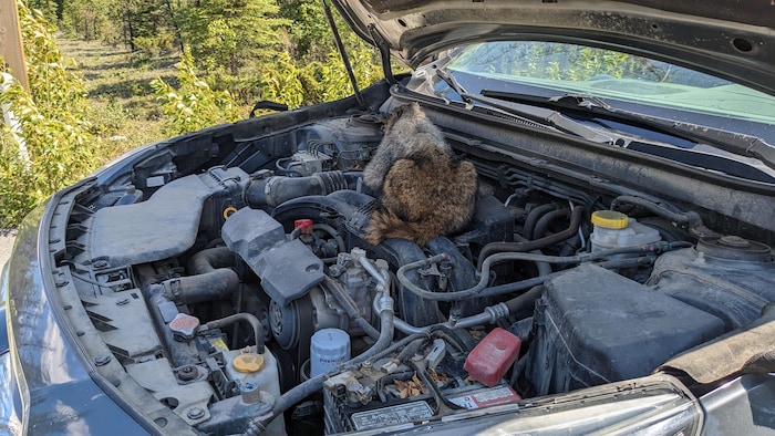 Une marmotte sur le moteur d'un véhicule.