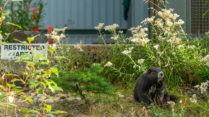 Une marmotte devant des plantes.
