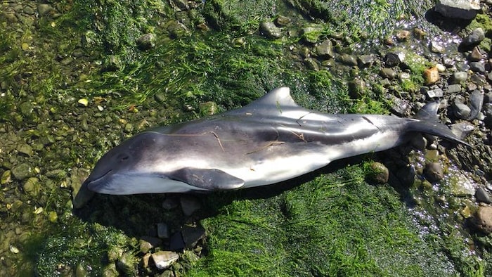 Un marsouin a été trouvé sur la plage de Sainte-Luce-sur-Mer. 