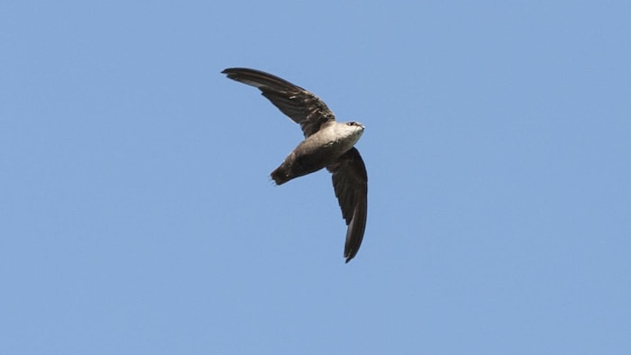 Un martinet ramoneur vole dans le ciel.