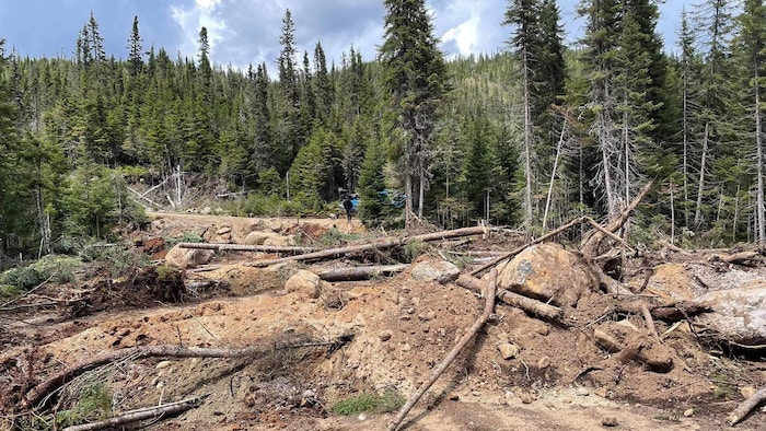 Un terrain en forêt après le passage visiblement de machinerie lourde.