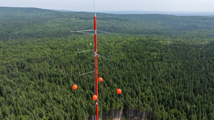 Un poteau en hauteur dans une forêt dense.