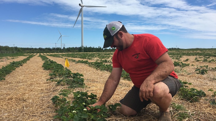 Matthew Compton inspecte ses champs de fraise.