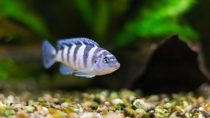 Poissons d'aquarium : Histoire et mode de vie des principales espèces