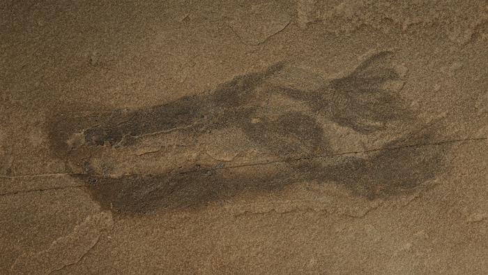 Un fossile de Paleocanna tentaculum. 