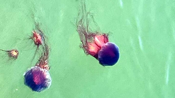 Deux méduses dans les eaux.