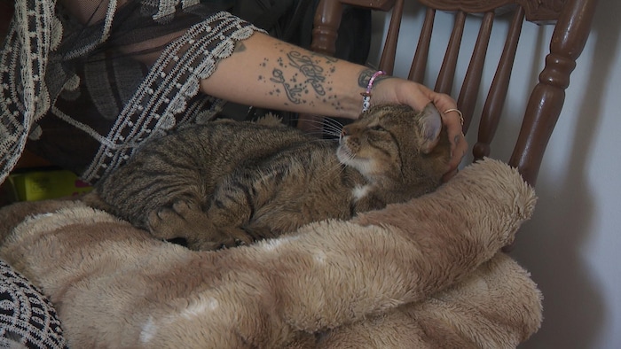 La main d'une femme flatte un chat.
