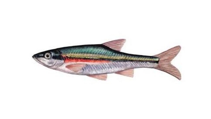 Mene Poisson Ce petit poisson pourrait contrecarrer la construction d’une grande ...