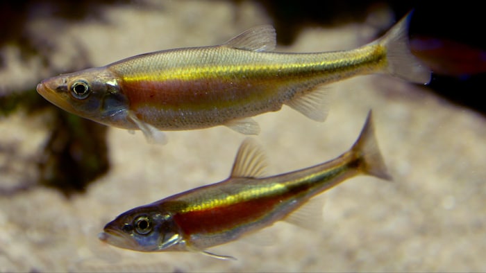 Mene Poisson Ce petit poisson pourrait contrecarrer la construction d’une grande ...