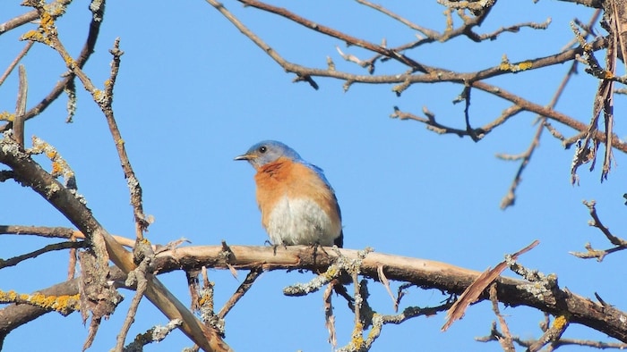 Quand les oiseaux des Maritimes oublient de migrer | Radio-Canada