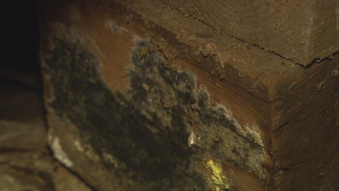 Un champignon sur une planche de bois.