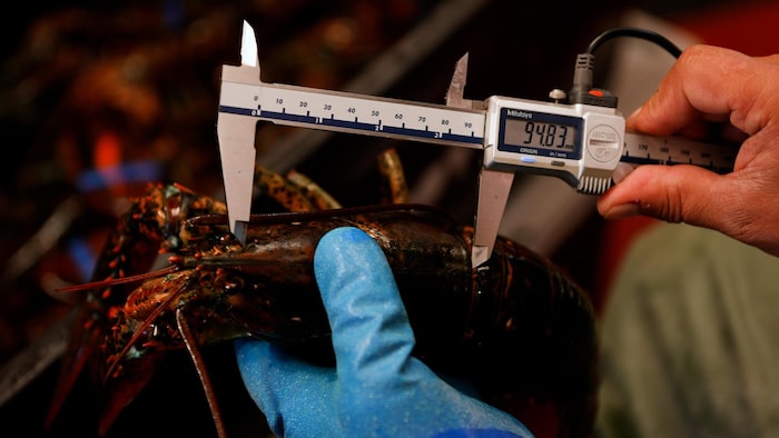 Une mesure de homard.