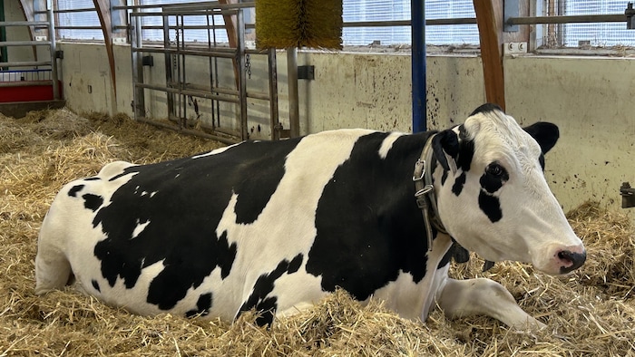 Une vache.