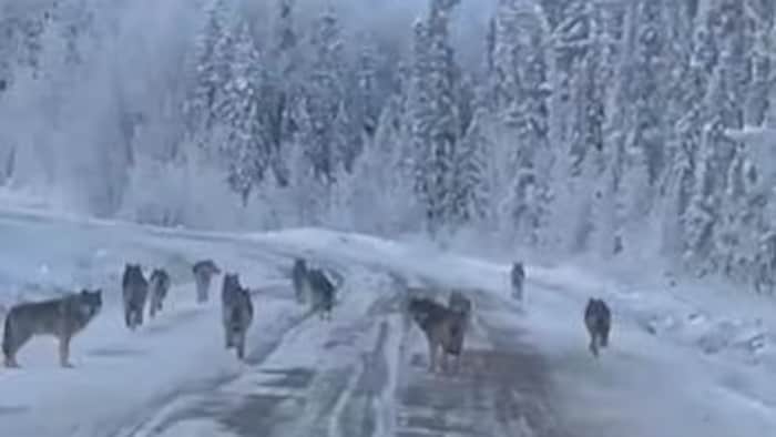 Une capture d'écran un peu floue de onze loups sur une route enneigée.
