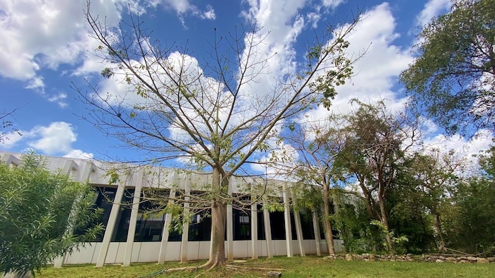 Una ceiba, árbol típico de la selva tropical de la Península de Yucatán. 
