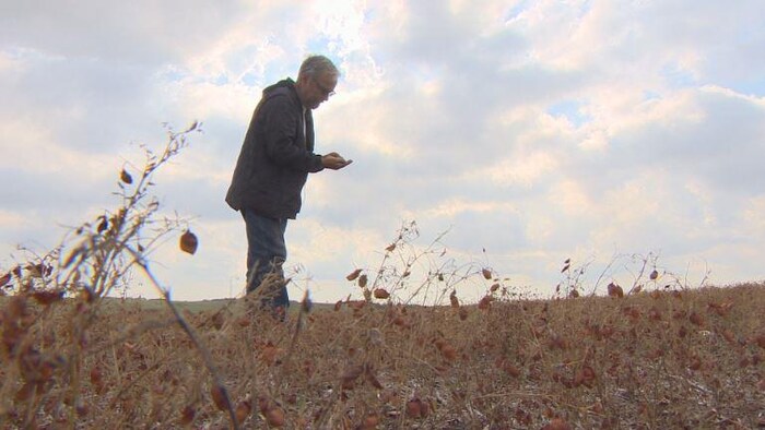 L'agriculteur Michel Lepage, debout dans un champ de lentilles, examine quelques graines dans sa main.