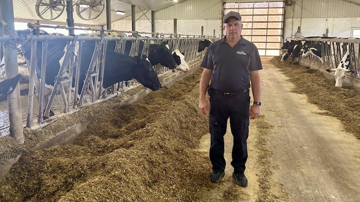MIchel Robert se tient debout dans son étable en regardant la caméra pendant que des vaches mangent.