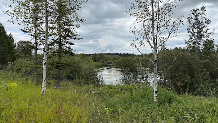 Un plan d'eau dans un parc.