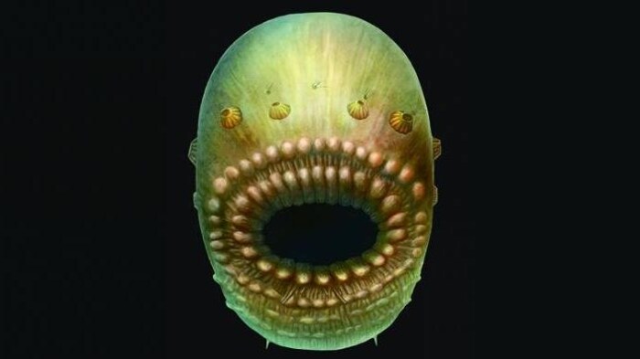 Représentation artistique du Saccorhytus
