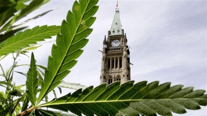 Une feuille de cannabis devant le parlement fédéral