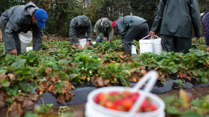 More than 2,000 temporary help agencies in Ontario place hundreds of thousands of workers in seasonal and short-term employment each year, in sectors ranging from tourism to office work to agriculture.